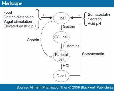 Strategies To Determine Whether Hypergastrinaemia Is Due to ... Strategies To Determine Whether Hypergastrinaemia Is Due to ...