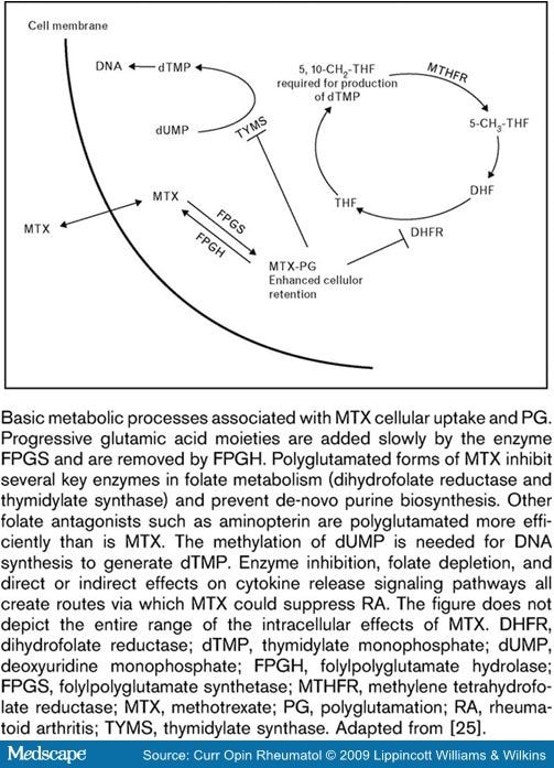 methotrexate mechanism