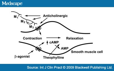 Corticosteroids mechanism action