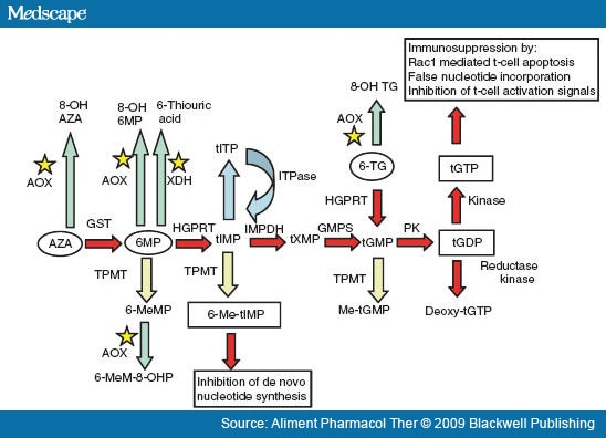  tXMP: thioxanthine monophosphate, tGMP: thioguanine monosphosphate, 