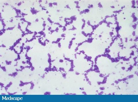 staphylococcus aureus gram stain. A Gram stain of the drainage