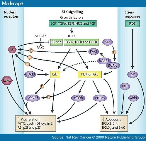 cancer signaling pathways. signalling pathways