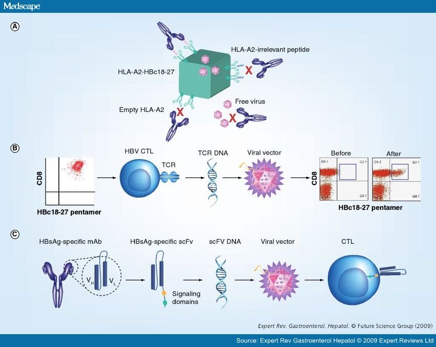 Hbv Infection