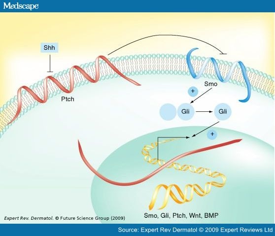 Hh Pathway