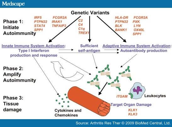 Lupus Pathogenesis