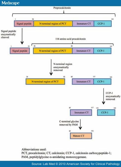 Procalcitonin Uses In The Clinical Laboratory For The Diagnosis Of Sepsis