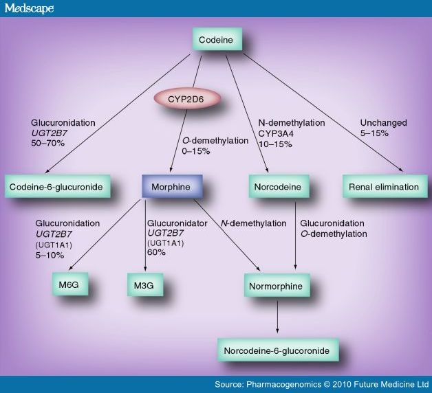 Drug-metabolizing enzymes involved in the metabolism of codeine.