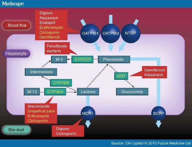 Statin Metabolism