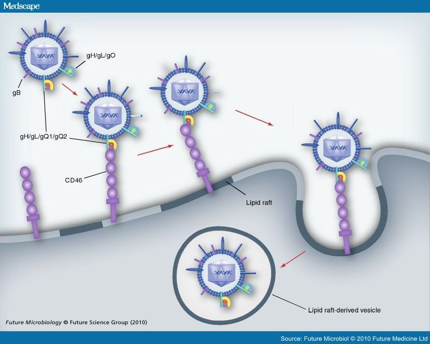 Herpesvirus 6