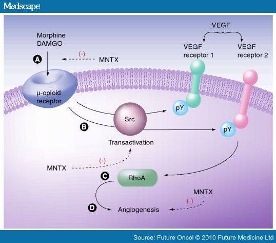 opiate receptors