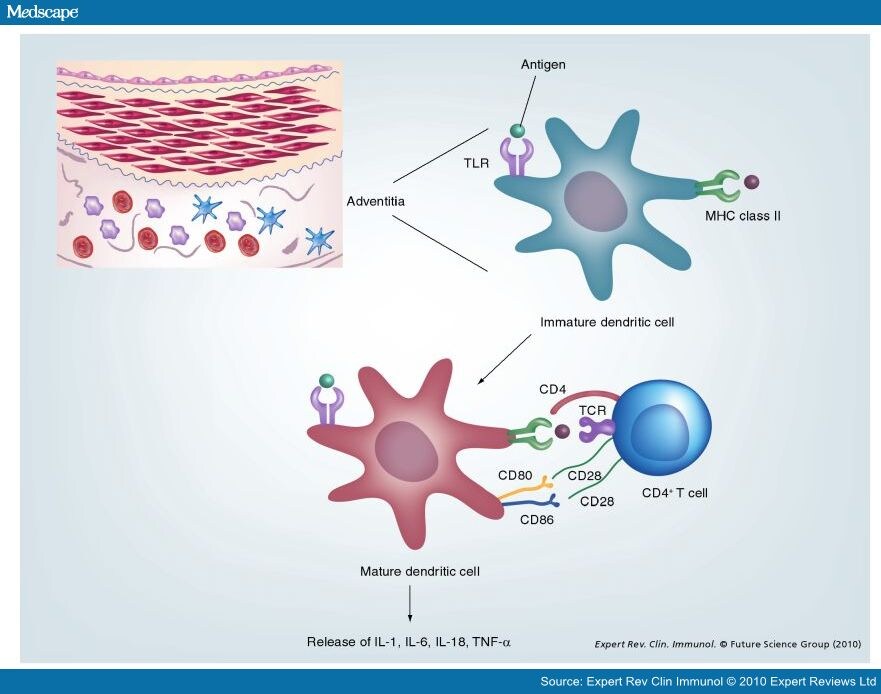 T Cell Cd4
