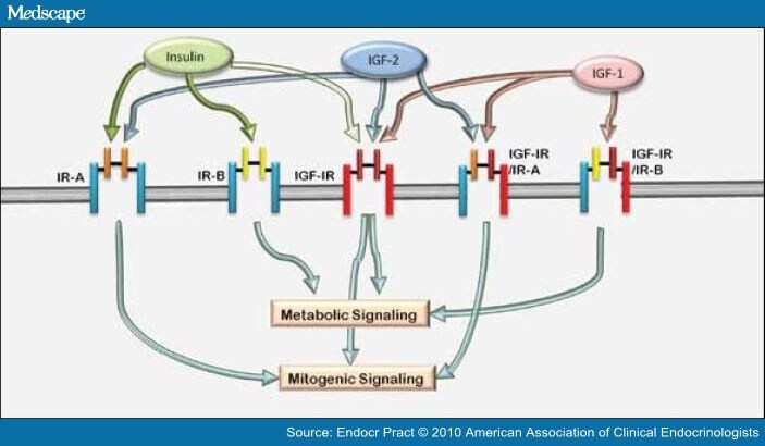 Igf Axis