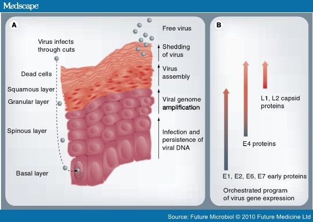 Hpv Replication