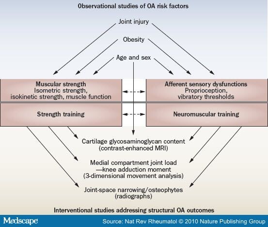 Relevance of Animal Models to Human OA