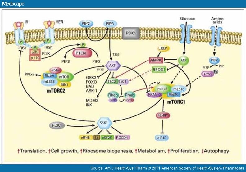 Akt Protein