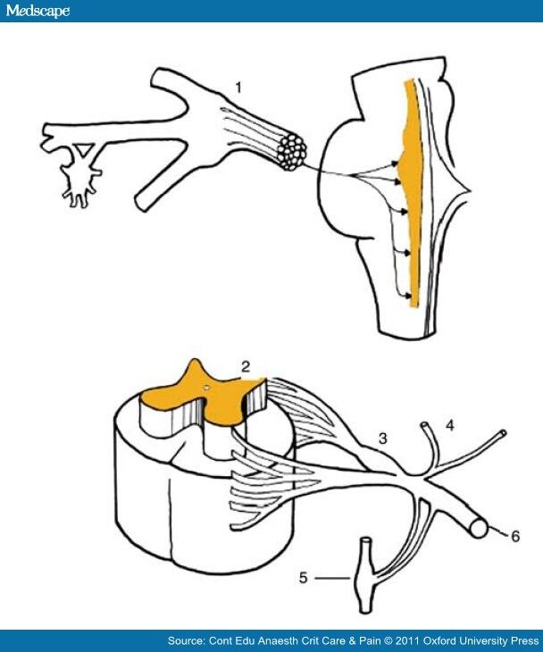 Trigeminal Nerve Branches. trigeminal nerve root and