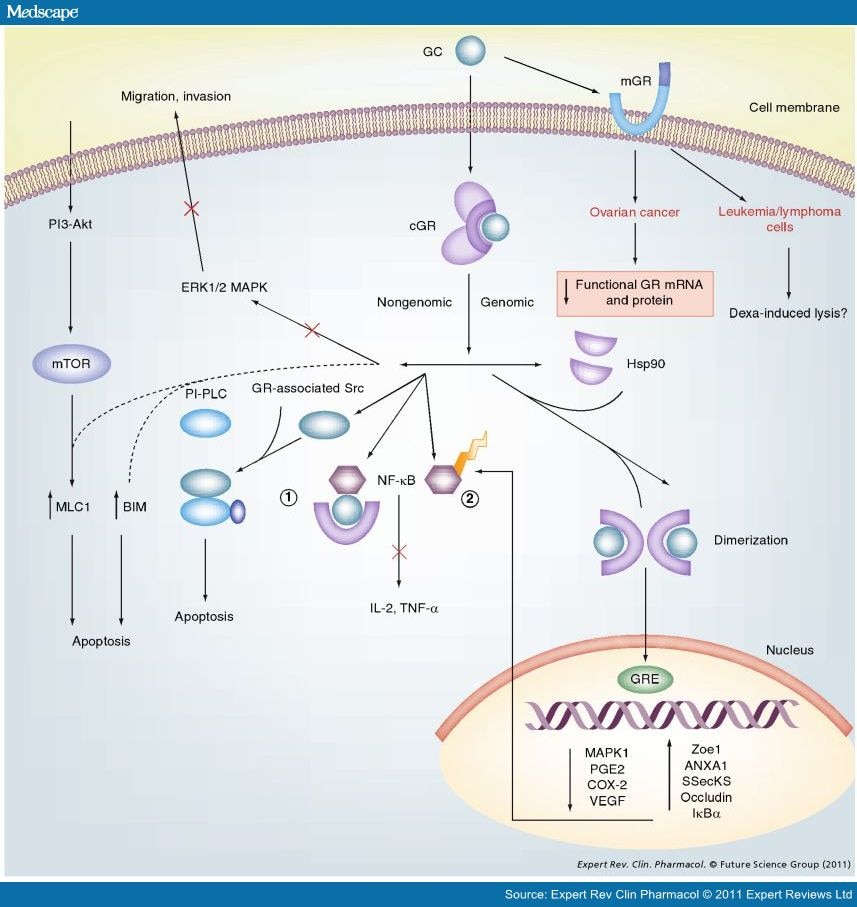 cancer signaling pathways. signaling pathways and