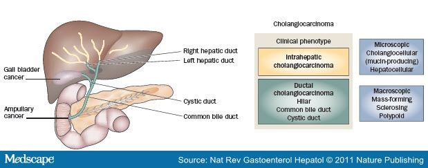 common bile duct cystic duct. duct or common bile duct).