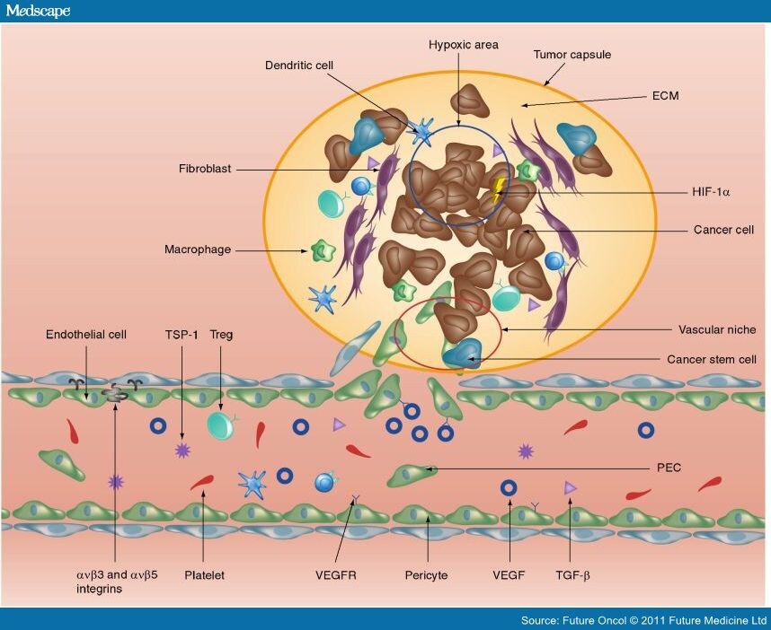 tumor microenvironment
