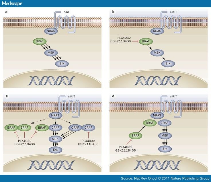 Braf Targeted Therapy Changes The Treatment Paradigm In Melanoma 