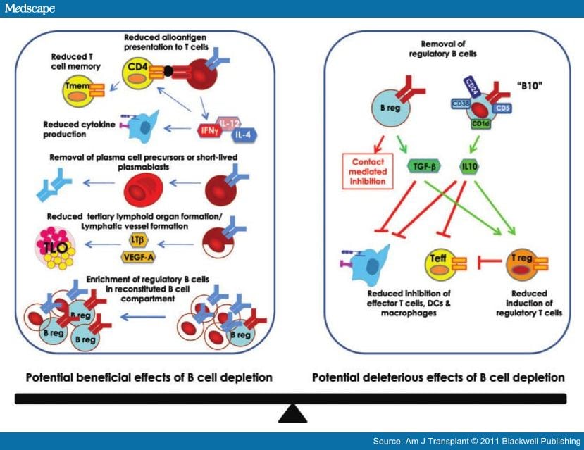 B Cell Antibody