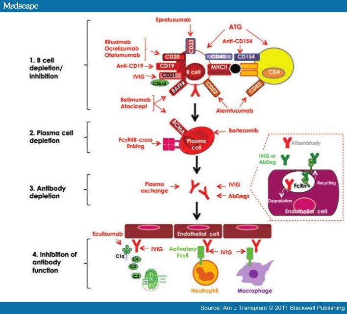 Plasma B Cells