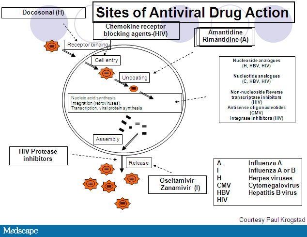 How Antivirals Work