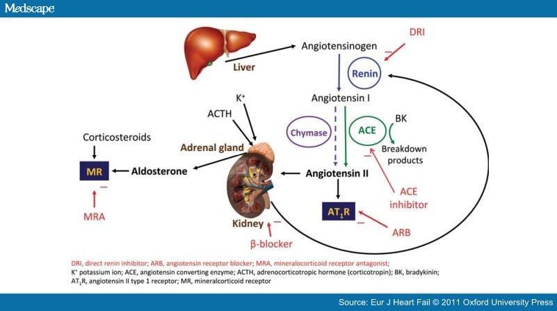 Evidence For Ras As Cornerstone Therapy For Systolic Hf