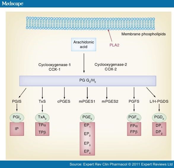 Prostaglandin H2