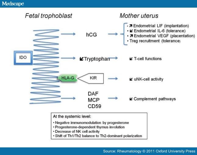 Rheumatoid Arthritis Pathology