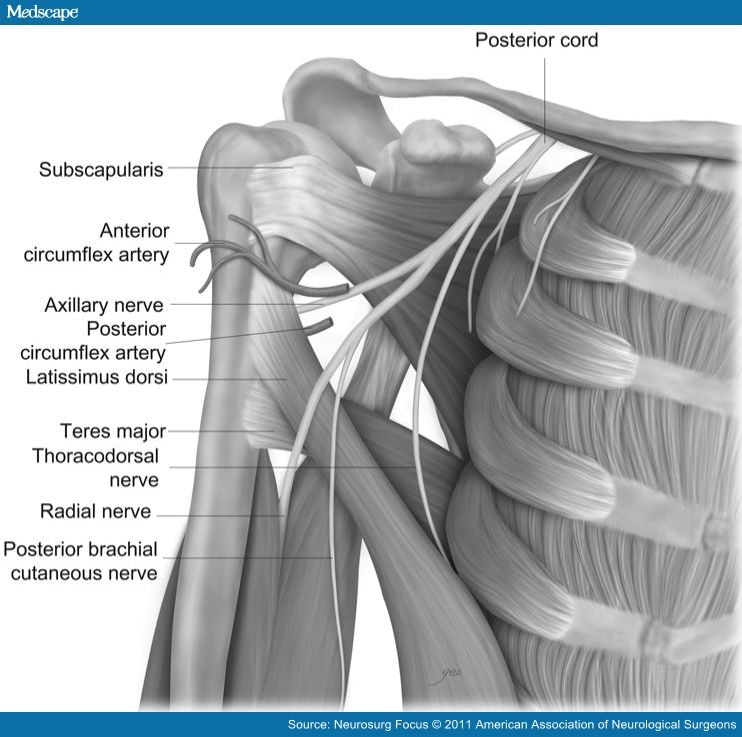 Axillary Nerve Injury Associated With Sports