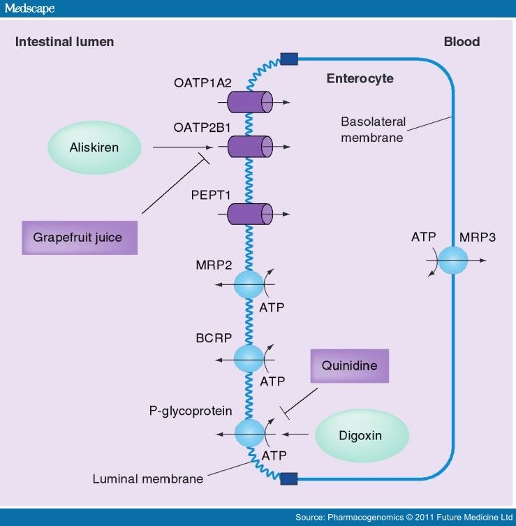 Transporter-mediated Drug-Drug Interactions