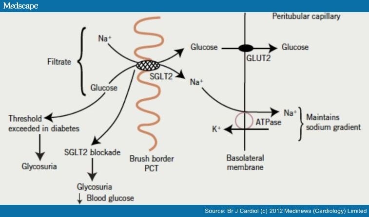 Drugs for Diabetes Part 8 SGLT2 Inhibitors