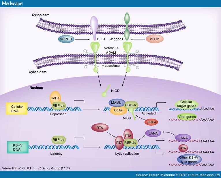 notch proteins and kaposis sarcoma essay Interactomic data for kaposi’s sarcoma associated herpes virus kaposi sarcoma herpes virus 8 protein–protein the target of the notch signaling pathway. notch proteins and kaposis sarcoma essay Interactomic data for kaposi’s sarcoma associated herpes virus kaposi sarcoma herpes virus 8 protein–protein the target of the notch signaling pathway.