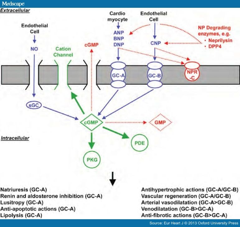 b type natriuretic peptide essay Brain natriuretic peptide (bnp) levels increase markedly in ventricular dysfunction and the level in heart failure b-type natriuretic peptide. b type natriuretic peptide essay Brain natriuretic peptide (bnp) levels increase markedly in ventricular dysfunction and the level in heart failure b-type natriuretic peptide.