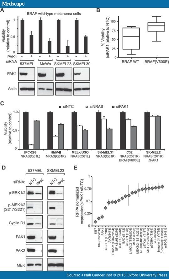 PAK1 as a Therapeutic Target in BRAF WildType Melanoma