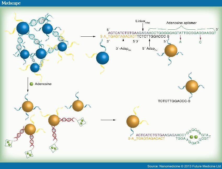 Aptamer-Conjugated Gold Nanoparticles For Bioanalysis