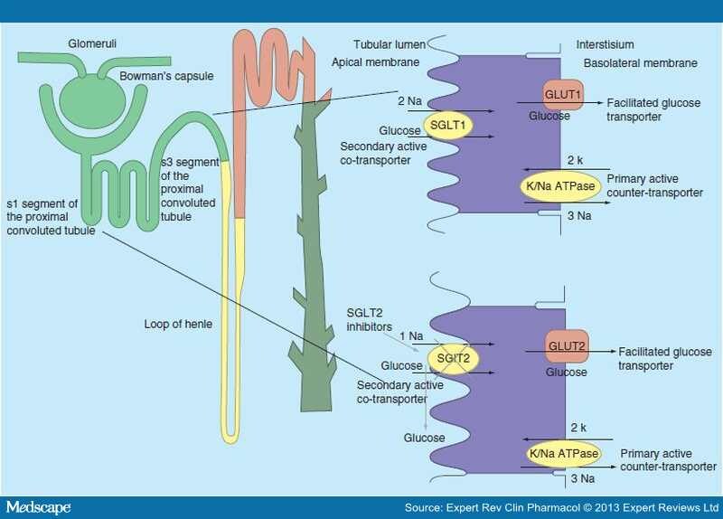 SGLT2 Inhibitors, a New Approach in Diabetes Treatment