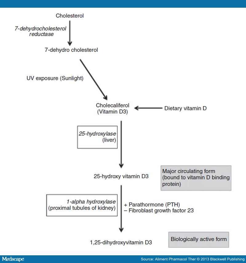 1 Alpha Hydroxylase Renal Diet designstudioposts