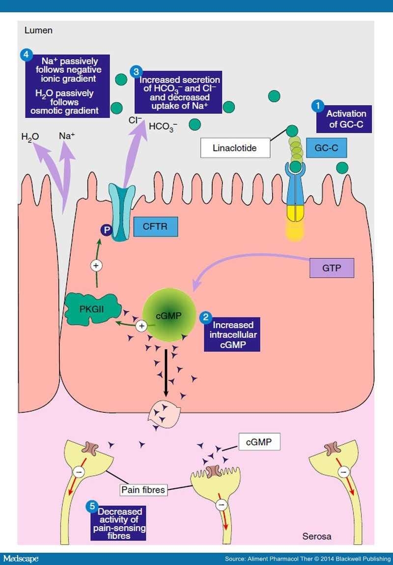 Linaclotide for the Management of IBS With Constipation