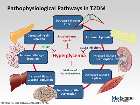 Understanding The Role Of Sglt2 Inhibition In Diabetes Management