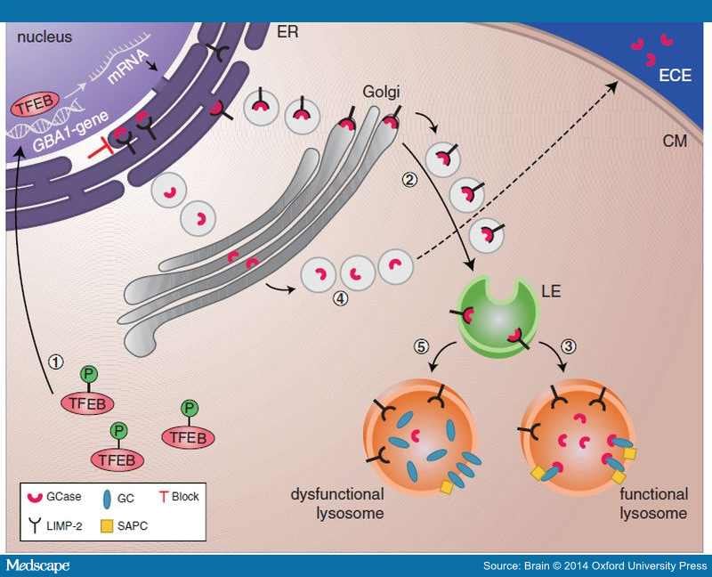 Glucocerebrosidase Is Shaking Up the Synucleinopathies