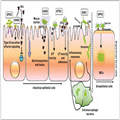 Adherence And Invasion Of Pathogenic Escherichia Coli