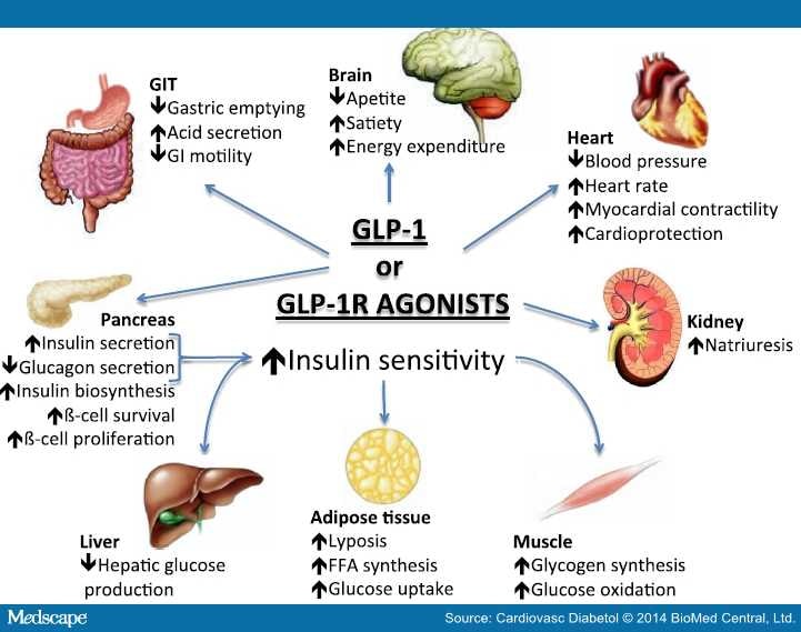 Cardiovascular Effects of GLP1 Receptor Agonists