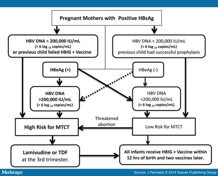 Hepatitis B And C In Pregnancy