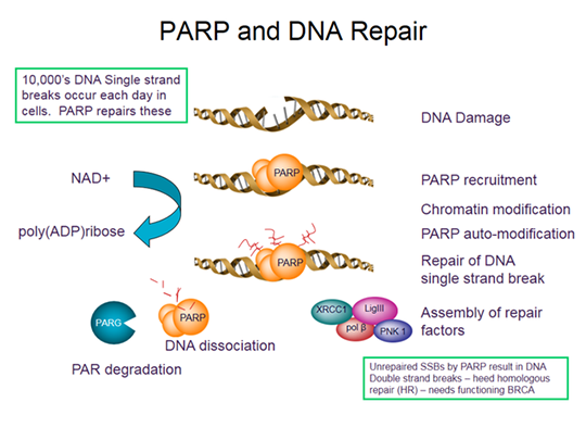 PARP Inhibition for BRCA1/2 Mutation-Associated and Triple Negative 