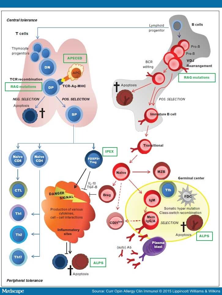 Autoimmune Conundrum In Common Variable Immunodeficiency Disorders