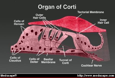 Hearing Loss: Does Gender Play a Role? vibrate cochlea diagram 
