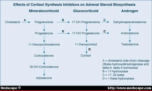 Adrenal Steroid Synthesis