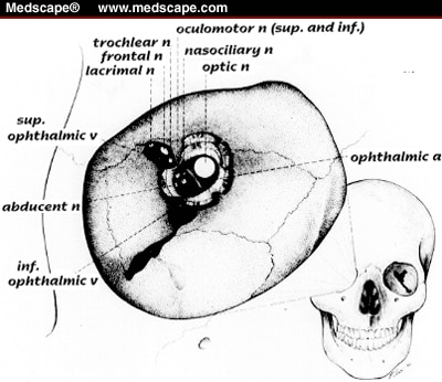 Inferior Orbital Fissure. Diagram showing the orbital